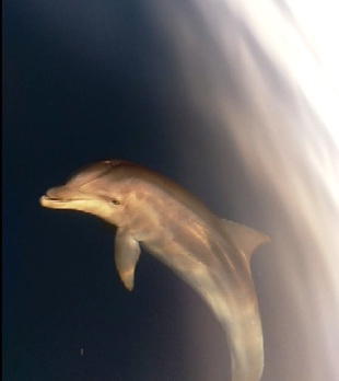 dolphinsA1
